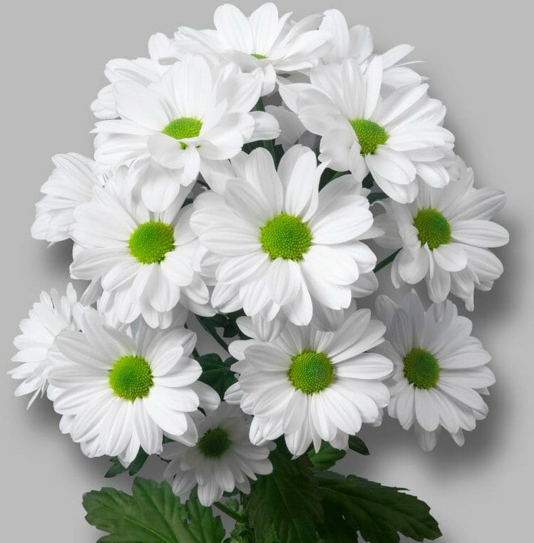 d92d2d09d0cc11f0baf918c04de0a483_dd2add9258ad11f1bafa18c04de0a483