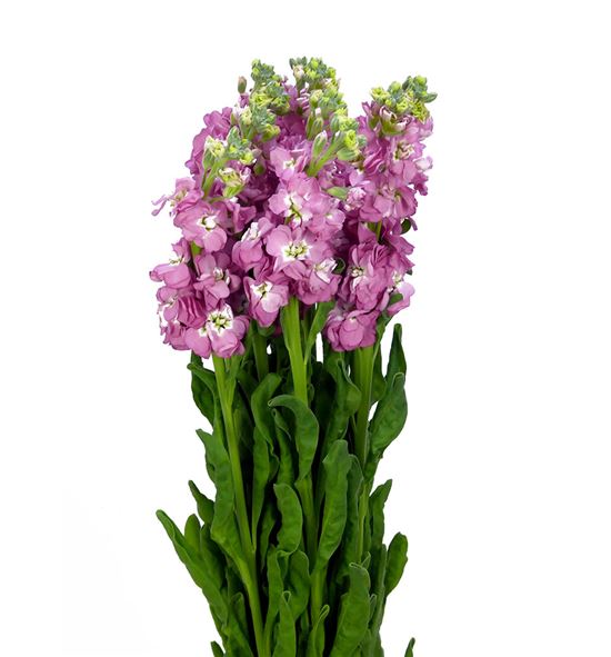 3e37681e2f2c11eebaab18c04de0a483_3e37681f2f2c11eebaab18c04de0a483