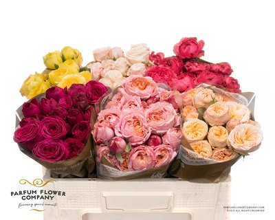 4da015497cf711eebabe18c04de0a483_4da0154a7cf711eebabe18c04de0a483