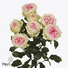 5cfbfe0d9d5c11eebac018c04de0a483_5cfbfe0e9d5c11eebac018c04de0a483