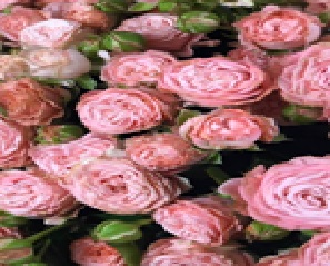 5fcfe3ad163911eebaa918c04de0a483_5fcfe3ae163911eebaa918c04de0a483