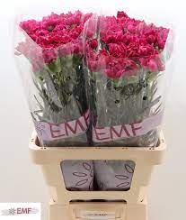 6c6efc7a0e2311eebaa918c04de0a483_6c6efc7b0e2311eebaa918c04de0a483