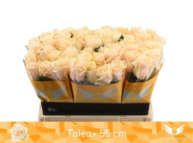 807a19f30fe311edba9418c04de0a483_807a19f40fe311edba9418c04de0a483