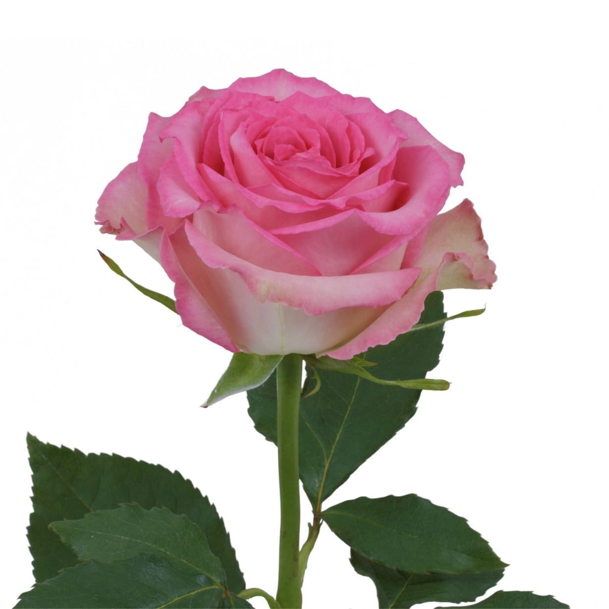8cc19e67033d11eebaa318c04de0a483_8cc19e68033d11eebaa318c04de0a483