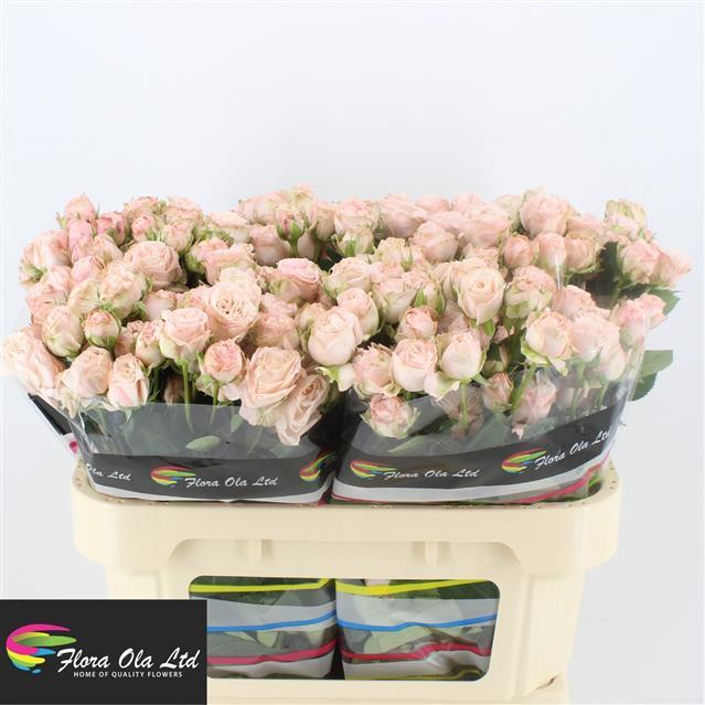 b2a91c28916211edba9f18c04de0a483_b2a91c29916211edba9f18c04de0a483
