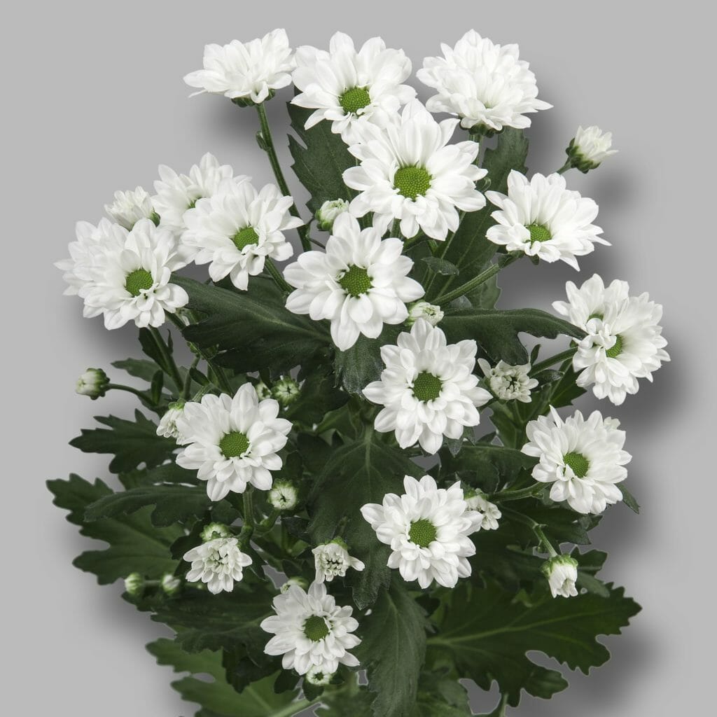 c3d53333ab6e11eebac018c04de0a483_c3d53334ab6e11eebac018c04de0a483