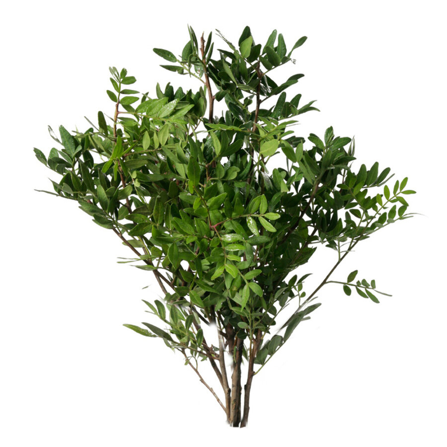 d8243c5b0fd011eebaa918c04de0a483_d8243c5c0fd011eebaa918c04de0a483