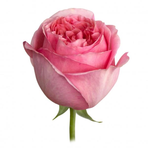 13f4f9a04da111f1bafa18c04de0a483_bbdac75b589a11f1bafa18c04de0a483